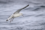 Southern Fulmar landing at sea, South Africa