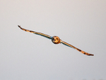 Short-eared Owl