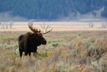 Gros Ventre Solitude