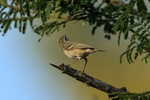 Hume's Leaf Warbler, B...