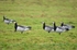 Barnacle Geese