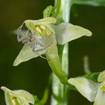 Lesser butterfly orchid (Platanthera bifolia) with spider