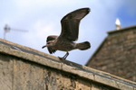 Juvenile Gull  Urban environment_ GU_003
