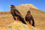 Two Striated Caracaras, close view, Steeple Jason, Falklands