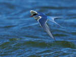Arctic Tern in flight at Farmoor