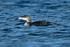 Great Northern Diver (juvenile) at Farmoor Reservoir