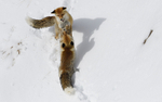 Red Foxes