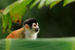 Close-up view of a Squirrel Monkey at Bosque del Cabo, Costa Rica