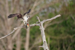 Osprey perched with fish on dead tree, Blue Cypress Lake, Florida