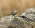 20110502-IMG_5316