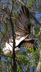Osprey_0009