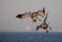 Brown Pelicans begin dive, Sanibel Island, Florida