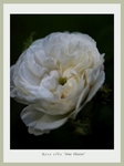 Rosa alba 'Mme Plantier' 3