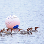 Common Mergansers