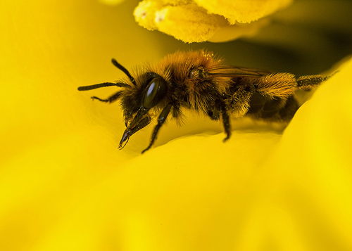[i]Andrena bicolor[/i] female, inside a daffodil flower. Warwickshire, March 2014.