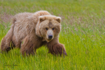 Cuddly Bear