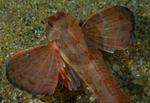 Chelidonichthys lastoviza