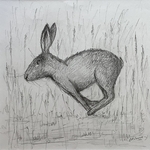 Hare