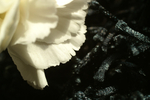 Flowers Set 03 - 07