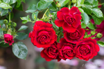 Rose Week at Lady Dixon Park - 2