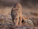 Young male Puma, early morning, Torres del Paine, Chile