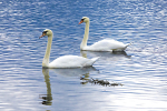 SWANS 3 LOCH ETIVE  SCOTLAND-5204