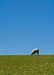 100% Wool