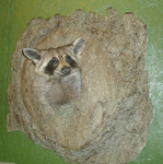 COON IN LOG