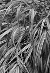 JamesGardens2310-13bw