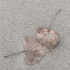 NOVEMBER DUO  - LONG POINT BEACH