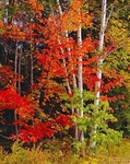 Istock #21174440