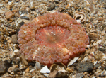 Capnea sanguinea