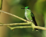 Green-crowned Brilliant, Del Toro waterfall gardens, Costa Rica