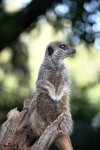 Merkat  _AGT060