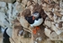 Puffin