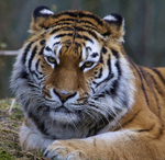 Amur (Siberian) Tiger portrait, Munich Zoo