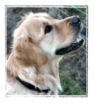 Brandy 3