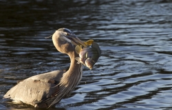Great Blue Heron _0024