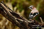 Jay 120116 22