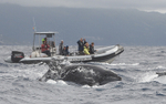 Bottlenose dolphin and the boat of espacotalassa