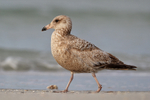 Ring-billed Gull portfolio