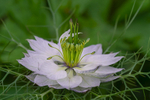 In the world of Flowers