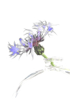 CORNFLOWER - PORT RYERSE
