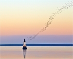 Plover Murmuration
