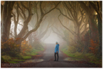 The Misty Road, Dark Hedges (IMG0923)