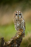Tawny Owl
