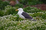 Great Black-backed Gull