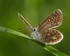 Common Blue