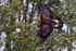 Golden Eagle in flight