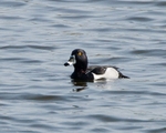 Tufted Duck portfolio